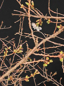 六義園に投稿された画像（2026/3/19）