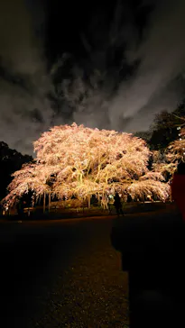 六義園に投稿された画像（2026/3/19）