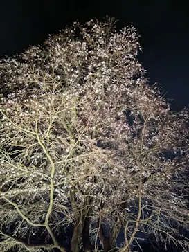 六義園に投稿された画像（2026/3/19）