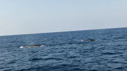 マリンクラブ ベリー 那覇店に投稿された画像（2026/3/19）