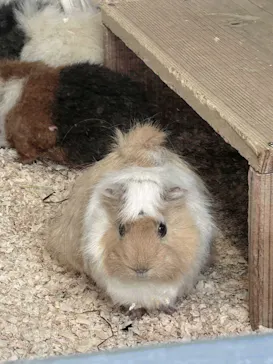 井の頭自然文化園に投稿された画像（2026/3/19）