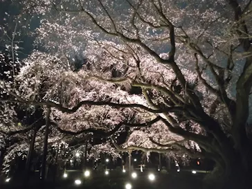 六義園に投稿された画像（2026/3/19）