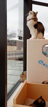 Cat Café MOFF グランベリーパーク店に投稿された画像（2026/3/19）