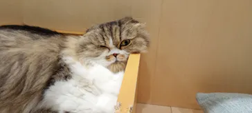 Cat Café MOFF グランベリーパーク店に投稿された画像（2026/3/19）