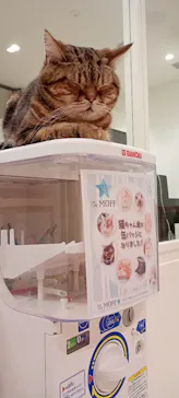 Cat Café MOFF グランベリーパーク店に投稿された画像（2026/3/19）
