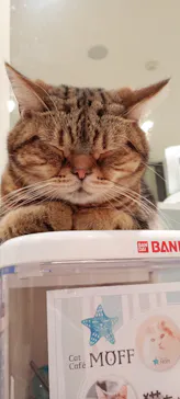 Cat Café MOFF グランベリーパーク店に投稿された画像（2026/3/19）