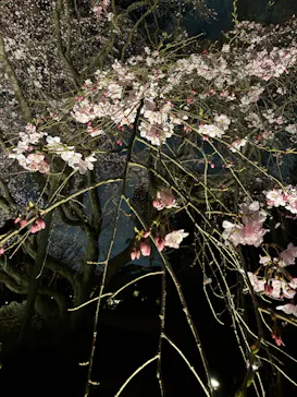 六義園に投稿された画像（2026/3/20）