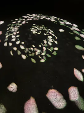 六義園に投稿された画像（2026/3/20）