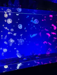 名古屋港水族館に投稿された画像（2026/3/20）