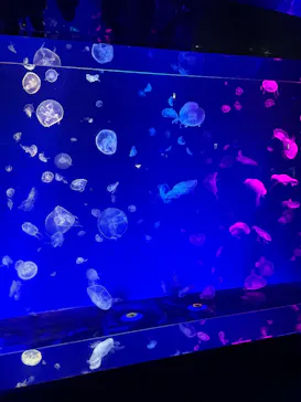 名古屋港水族館に投稿された画像（2026/3/20）