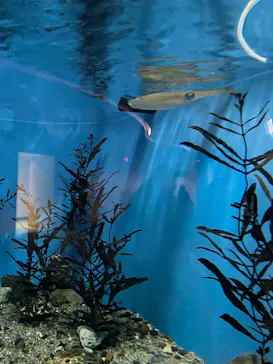 名古屋港水族館に投稿された画像（2026/3/20）