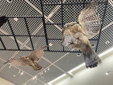 特別展「鳥 ～ゲノム解析が解き明かす新しい鳥類の系統～」に投稿された画像（2026/3/20）