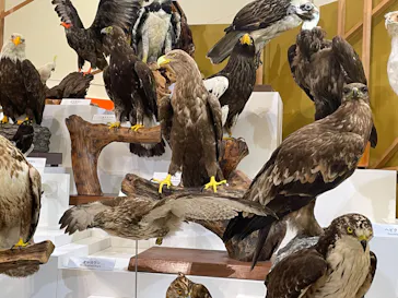 特別展「鳥 ～ゲノム解析が解き明かす新しい鳥類の系統～」に投稿された画像（2026/3/20）