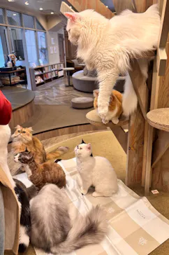 猫カフェモカ　渋谷公園通り店に投稿された画像（2026/3/20）