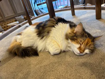 猫カフェモカ　渋谷公園通り店に投稿された画像（2026/3/20）