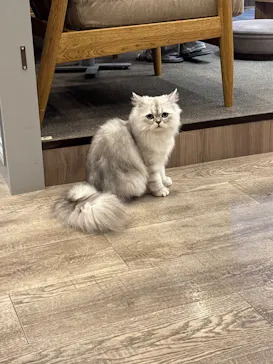 猫カフェモカ　渋谷公園通り店に投稿された画像（2026/3/20）