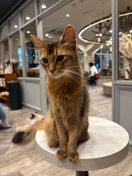 猫カフェモカ　渋谷公園通り店に投稿された画像（2026/3/20）