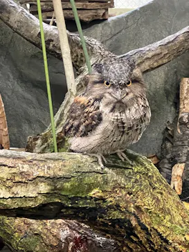 那須どうぶつ王国に投稿された画像（2026/3/20）