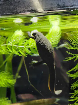 カワスイ 川崎⽔族館に投稿された画像（2026/3/20）