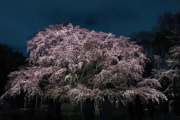 六義園に投稿された画像（2026/3/20）