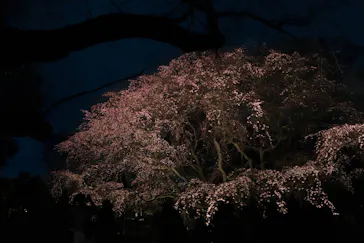 六義園に投稿された画像（2026/3/20）