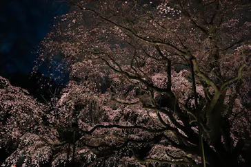 六義園に投稿された画像（2026/3/20）