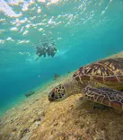 COCO宮古島に投稿された画像（2026/3/20）