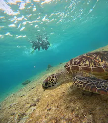 COCO宮古島に投稿された画像（2026/3/20）