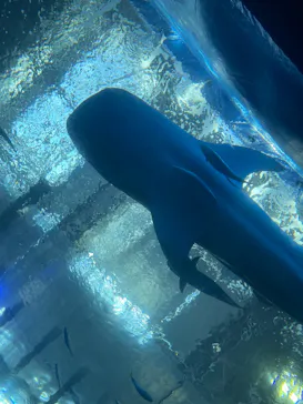 沖縄美ら海水族館に投稿された画像（2026/3/20）