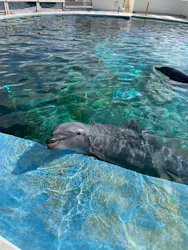 沖縄美ら海水族館に投稿された画像（2026/3/20）