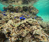 武藤潜水に投稿された画像（2026/3/20）