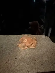 サンシャイン水族館に投稿された画像（2026/3/20）