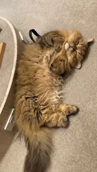 猫カフェモカ　イオンモール幕張新都心店に投稿された画像（2026/3/20）