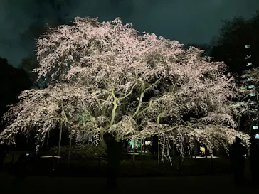 六義園に投稿された画像（2026/3/20）