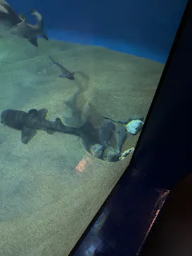 アクアワールド茨城県大洗水族館に投稿された画像（2026/3/20）