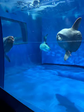 アクアワールド茨城県大洗水族館に投稿された画像（2026/3/20）