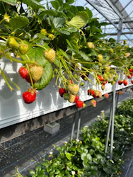 甘熟いちごや燦燦園に投稿された画像（2026/3/20）