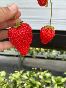 甘熟いちごや燦燦園に投稿された画像（2026/3/20）