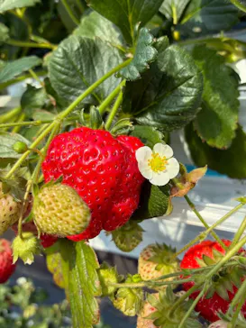 甘熟いちごや燦燦園に投稿された画像（2026/3/20）