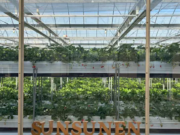 甘熟いちごや燦燦園に投稿された画像（2026/3/20）