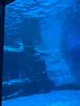 名古屋港水族館に投稿された画像（2026/3/20）