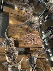 福井県立恐竜博物館に投稿された画像（2026/3/20）