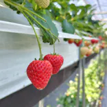 甘熟いちごや燦燦園に投稿された画像（2026/3/20）