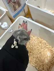 いきもの探検隊上尾に投稿された画像（2026/3/20）