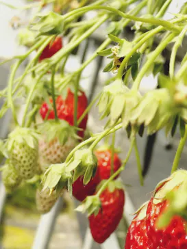 稲鍵ファームに投稿された画像（2026/3/20）