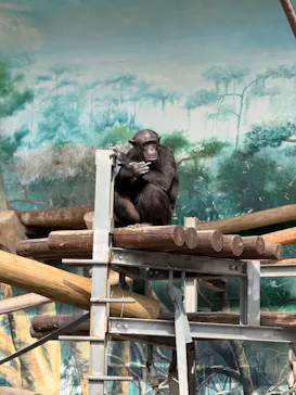 天王寺動物園に投稿された画像（2026/3/20）