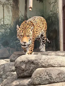 天王寺動物園に投稿された画像（2026/3/20）