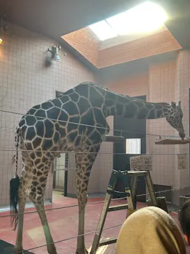 天王寺動物園に投稿された画像（2026/3/20）