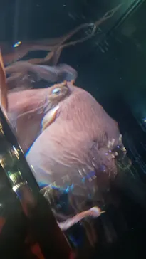 サンシャイン水族館に投稿された画像（2026/3/20）