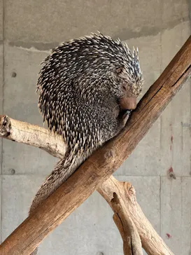 霞ケ浦 どうぶつとみんなのいえに投稿された画像（2026/3/20）